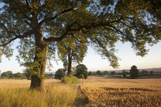Trees next to farm fields in summer
